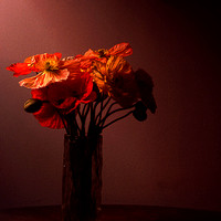 "Window-light Poppy Portrait"