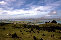 "Otago Harbour"