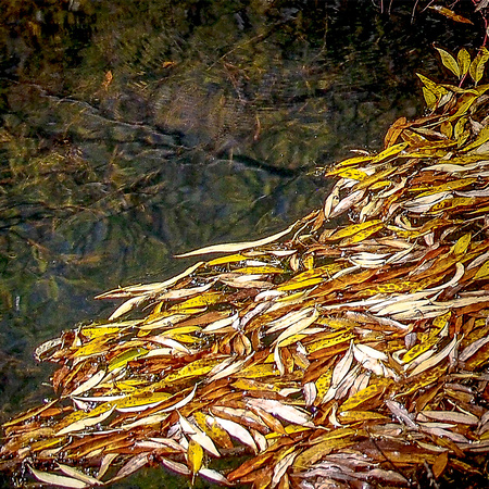 "Autumn Pool"
