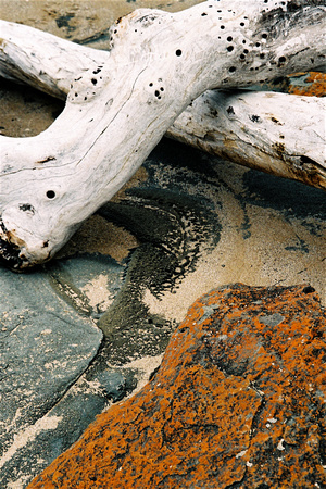 "Driftwood Abstract #1"