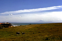 "Mt. Taranaki, with Timber Mill and Horses"