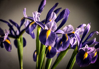 "Irises"
