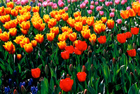 "Darwin Tulips with Grape Hyacinths"