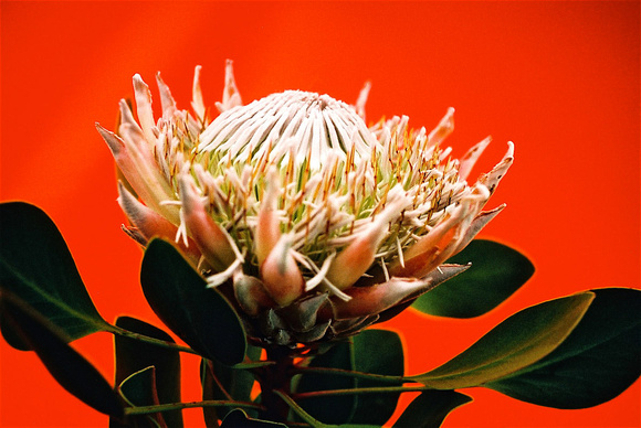 "Protea"