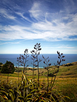 "Otago Flax Landscape"