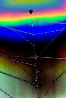 "Dewdrops on Web ~ Manipulation"