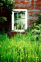 "Red Shed, Window & Weeds"