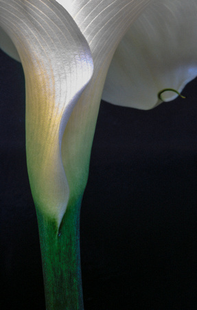 "Arum Abstract #1"