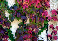 "Virginia Creeper"