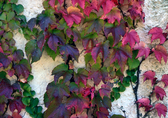 "Virginia Creeper"