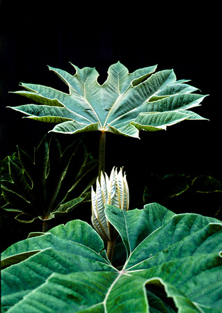 "Chinese Rice Paper Plants~The Life Cycle"