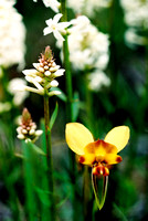 "Donkey Orchid & Scented Candles"